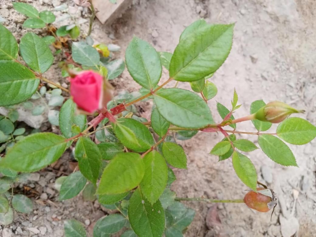 Nuevo Imperial La Vina De Oscar 게스트하우스 외부 사진