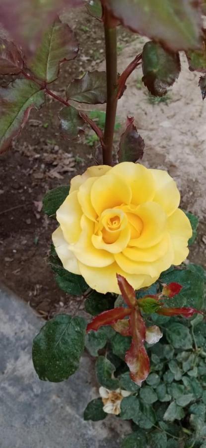 Nuevo Imperial La Vina De Oscar 게스트하우스 외부 사진