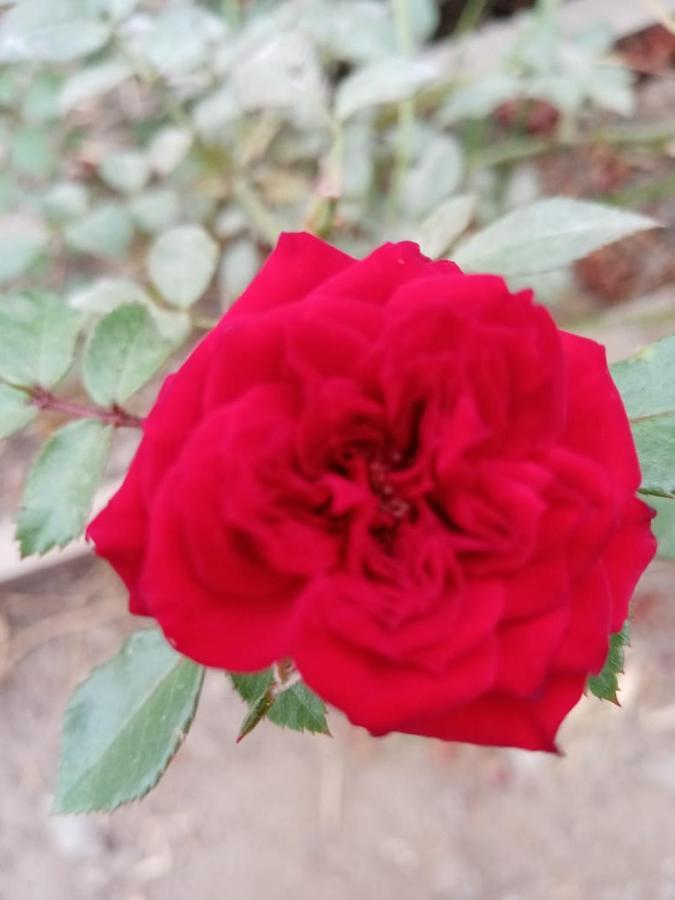 Nuevo Imperial La Vina De Oscar 게스트하우스 외부 사진