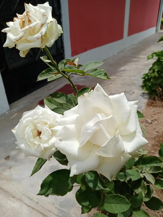 Nuevo Imperial La Vina De Oscar 게스트하우스 외부 사진