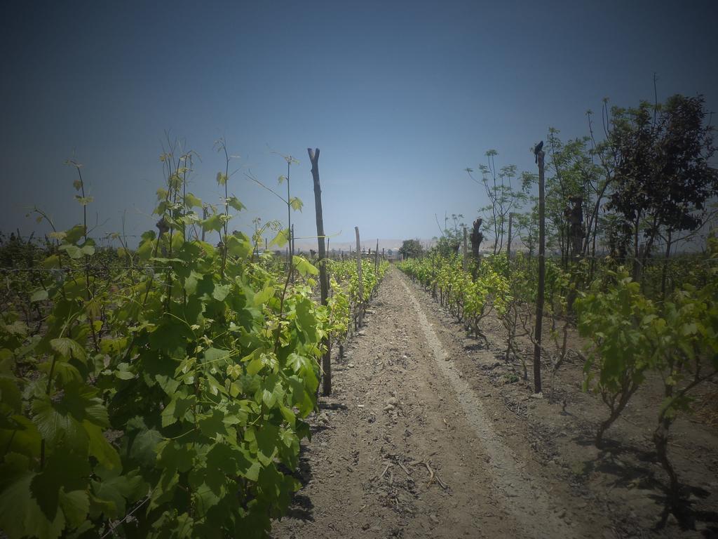 Nuevo Imperial La Vina De Oscar 게스트하우스 외부 사진