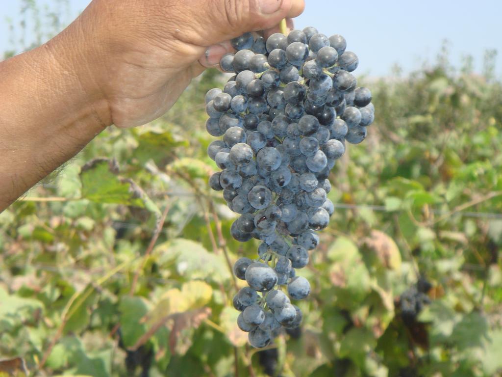 Nuevo Imperial La Vina De Oscar 게스트하우스 외부 사진