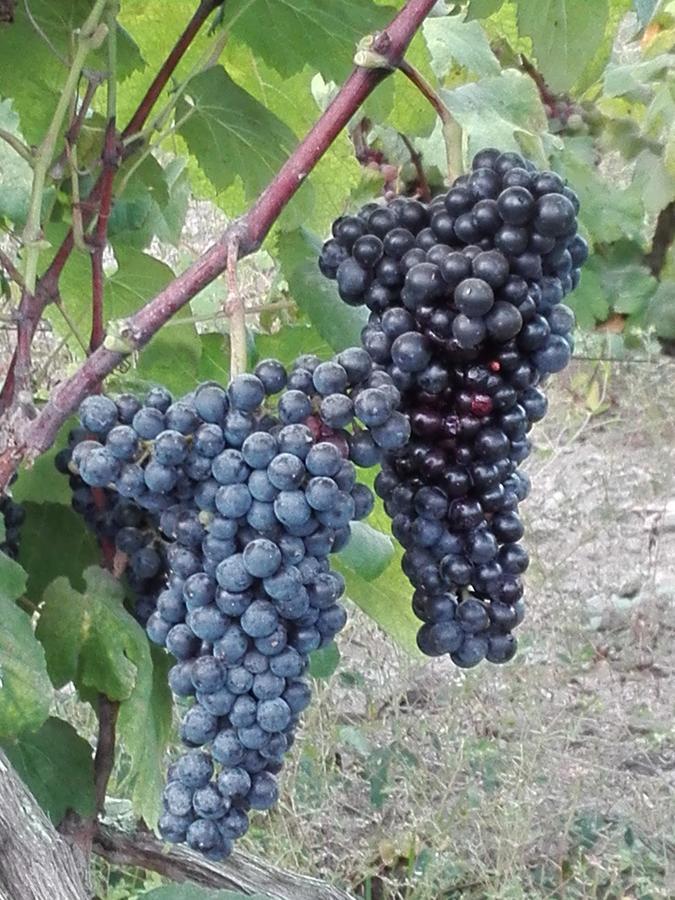 Nuevo Imperial La Vina De Oscar 게스트하우스 외부 사진
